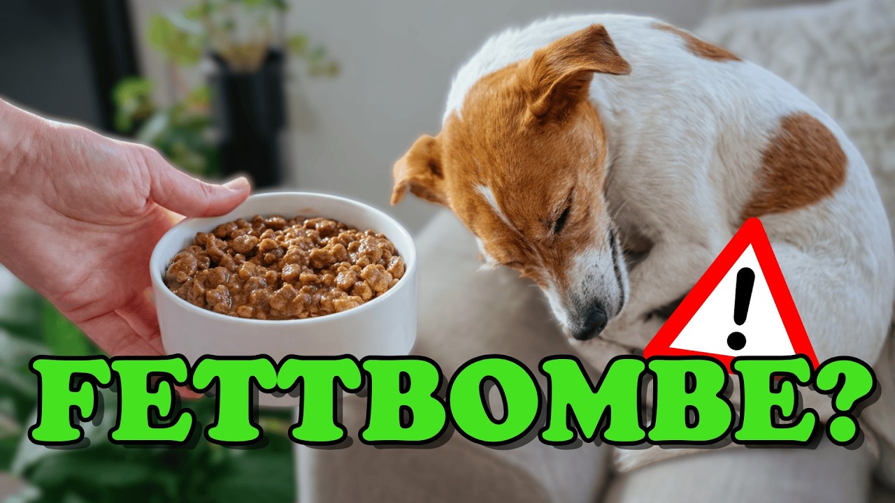 Nassfutter vs. Trockenbarf: Machst du die Bauchspeicheldrüse deines Hundes kaputt? ⚠️🐕