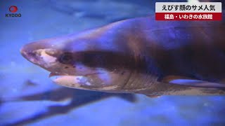 【速報】えびす顔のサメ人気 福島・いわきの水族館