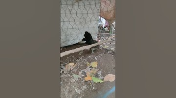 chuối tơ ae ưng ib🐓#thứcgàrừng86 #gàrừngtaitrắng #gàrừngrặc