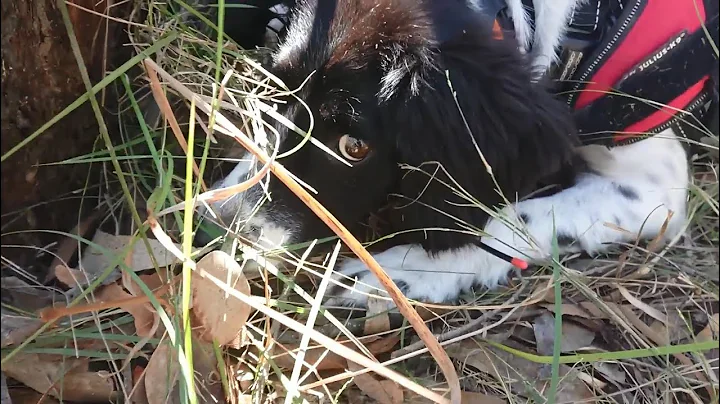 OWAD Environment Koala detection dogs - July 2019 project NSW