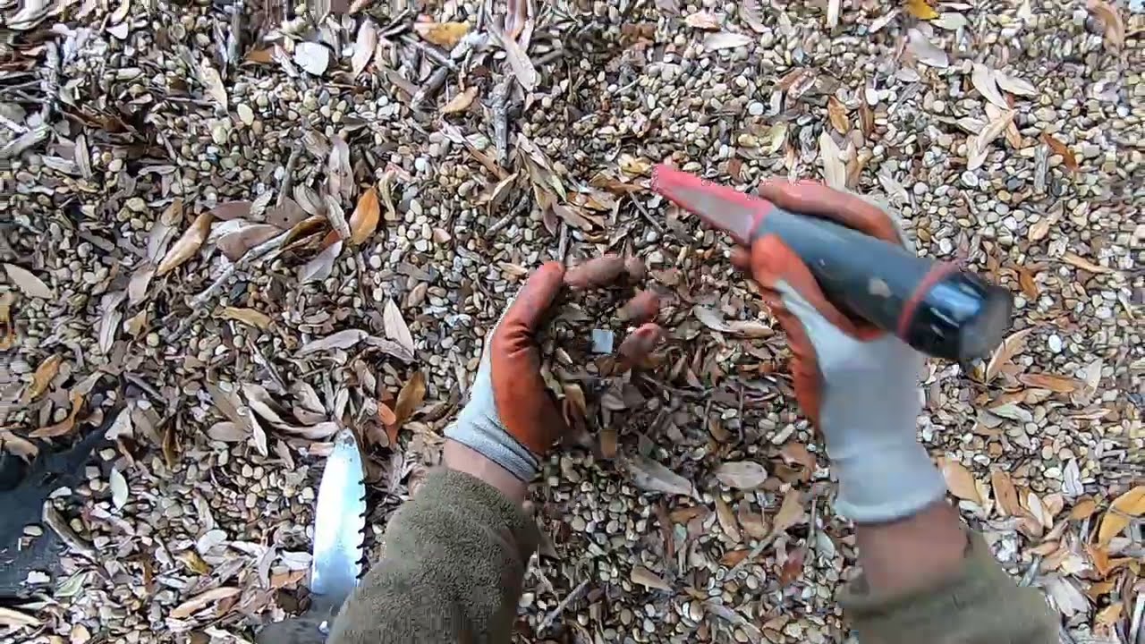 LIVE DIG ACTION!! Tesoro Compadre in the playground.