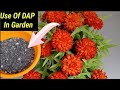 Uses Of DAP Fertilizer On Plants|| DAP को पौधों पर कैसे इस्तेमाल करें #DAPforplants