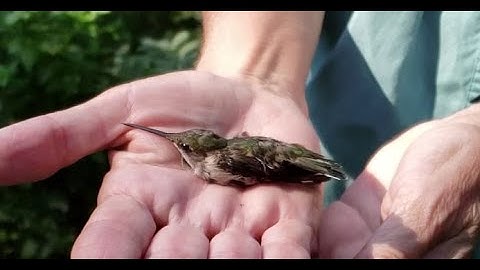 Ruby-throated Hummingbird Research and Banding