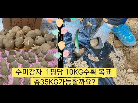 동탄지기 텃밭에 봄감자심기, 수확목표: 1평당10KG이며 총35KG입니다. Spring potato planting, harvesting target 10KG per pyeong