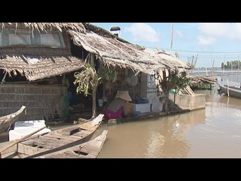 Видео: Америкийн лаконогийн тариалалт