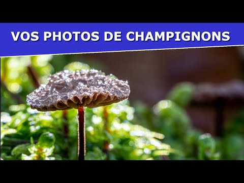 Vidéo: Champignon lait lait: photo et description