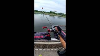 LIVE | Crazy Fishing Bait: Duck Beak and Pig Head! #Fishing #FishingBait #BigFish
