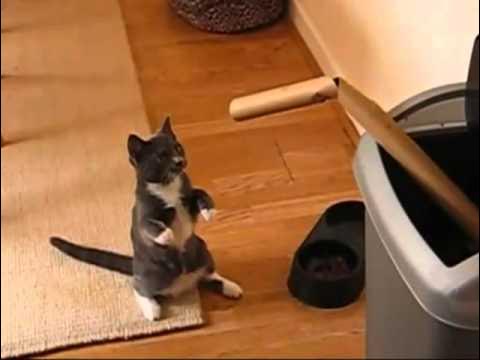 Кот с битой мем Rocky Meowboa - Boxing Kitty - YouTube