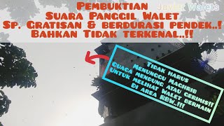 Pembuktian Suara Panggil Walet GRATISAN, durasi pendek dan tidak terkenal||Belajar menikmati proses