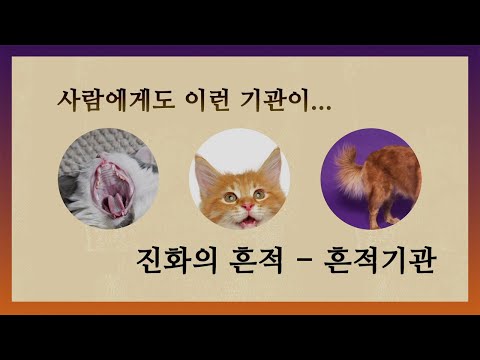 사람에게도 이런 기관이… 진화의 흔적 - 흔적기관