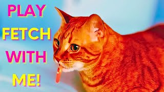 Orange Tabby Cat Fetch Like A Dog! 🦴🧶😹 by 👑 Miss Lulu & 🎩 Sir Dub-B  252 views 2 months ago 2 minutes, 22 seconds