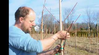Pruning   a 7  ft  Red Maple   By Mike Hirst