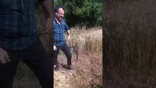 Orakla Buğday Nasıl Biçilir-Özel videolar