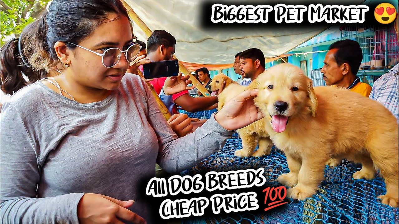Cheap Price Dog In Kolkata Gallif Street Pet Market Kolkata Recent