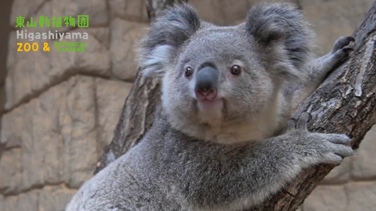 コアラ 東山動植物園公式】インディコ ジャンプ！！ 《 コアラ 》 - YouTube