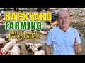 Amazing backyard farming mga alagang hayop naparami higit 1 million ang kita sa loob ng 34 months