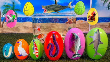 Tổng hợp video cá cảnh đẹp, động vật dễ thương, vịt, cá chạch, cá koi, cá dĩa, cá betta, cá trê