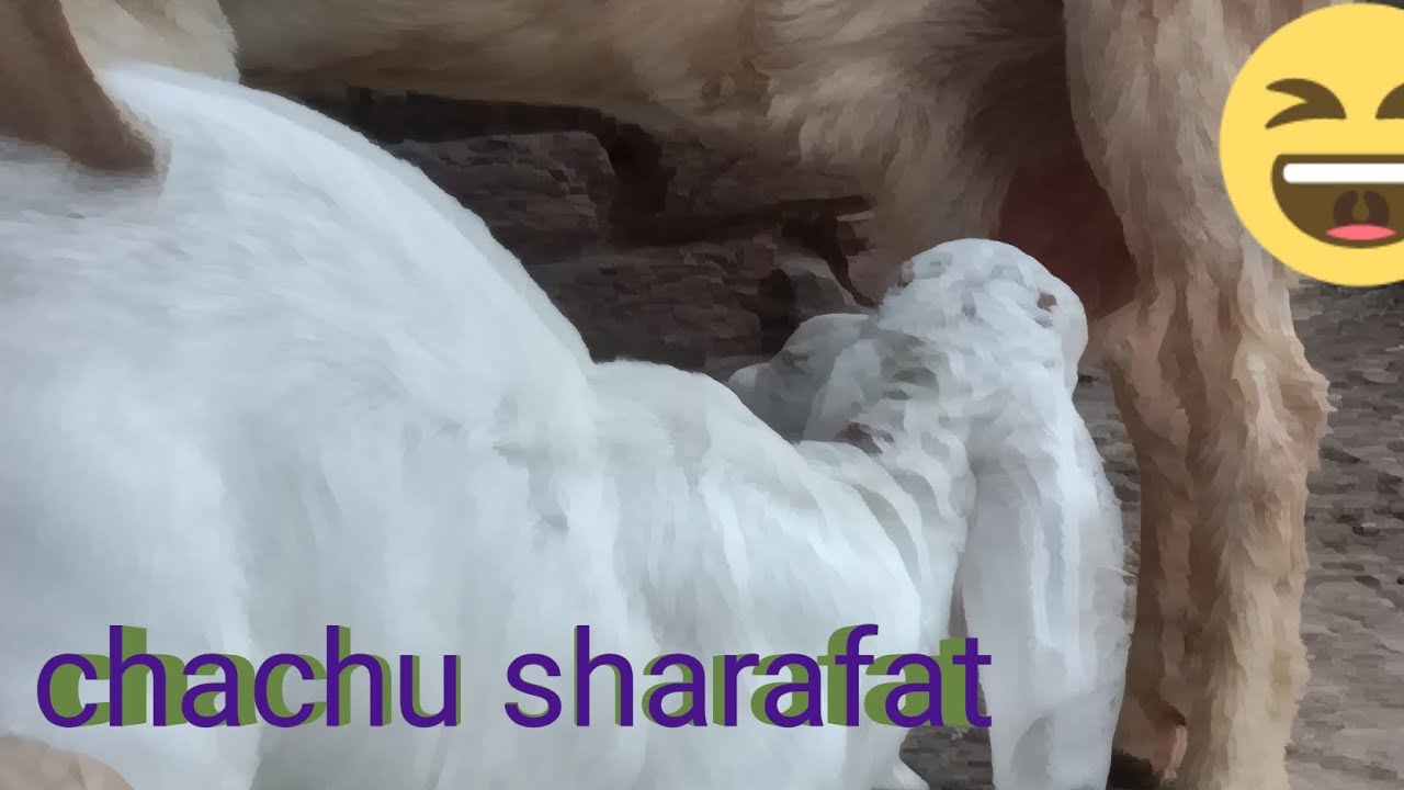 Chachu sharafat Goat and little baby goat - YouTube