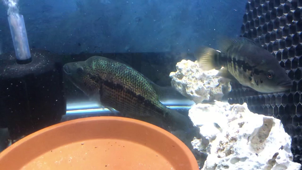 camera iphone 8 plus apk F2 male, F1 female dovii pair