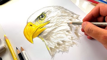 How To Draw A Bald Eagle Head - Advanced