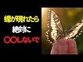 【超危険】蝶が目の前に現れたら絶対にとってはいけない行動とは？神様・仏様からのメッセージを蝶から正しく受け取る方法