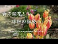 《春のガーデニング》福袋に入っていた球根達／春の開花リレーがスタート／こぼれた種でお花を増やす