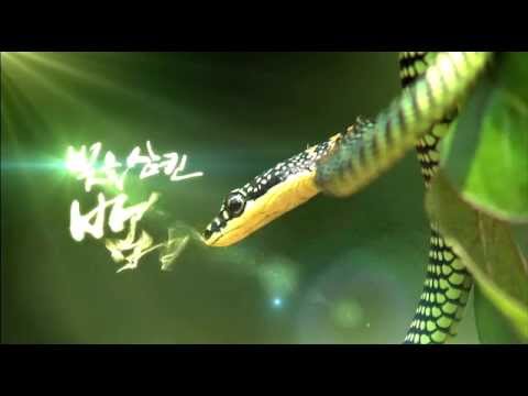 Capa de EBS 다큐프라임 빛을 삼킨 뱀 SPOT