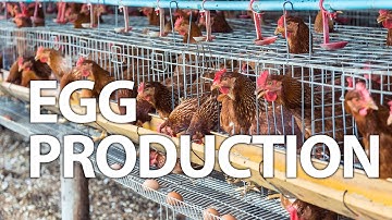 Inside a Modern Poultry Farm | Exploring the Future of Egg Production