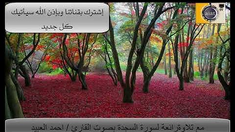 احسن صوت لسورة السجدة بصوت القارئ احمد العبيد