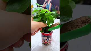 Don't throw away empty Want Want milk bottles! They can be easily repurposed to grow pennywort.