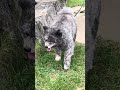 秋田犬長毛カイは久しぶりなみんなとの散歩