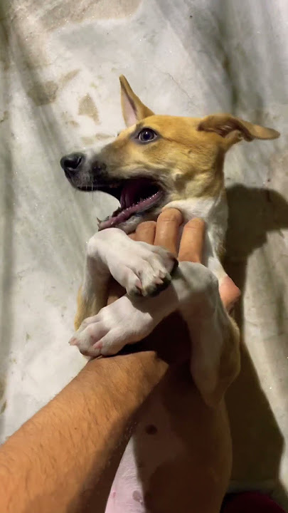 Crazy Baali 🐶 #pets #cuteanimal #funny #cute #puppy