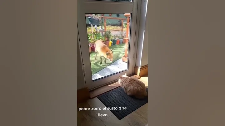 Watch the video about The Best Cat Videos Ever