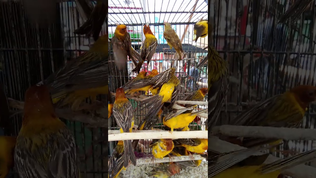 Yellow Black Sparrow's / Yellow Birds