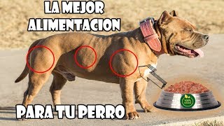 La mejor alimentacion para tu PITBULL, BULLY, BULL TERRIER y otras razas by JuanesRFC 944,170 views 5 years ago 3 minutes, 40 seconds