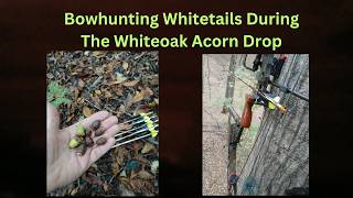 Bowhunting Whiteoak Whitetails