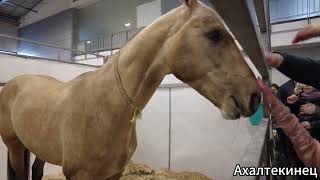 : Grand horse show, Vilnius, Lithuania. The best horses of Eastern Europe