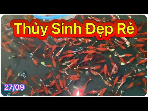 Video ĐỢT CÁ BETTA NGÀY 27/09/2022 THỦY SINH ĐẸP RẺ || BETTA... - youtube