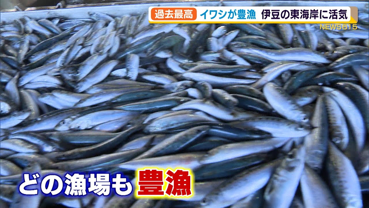 伊豆東海岸でイワシが過去にないほどの豊漁 漁業関係者活気づく 静岡県 Youtube