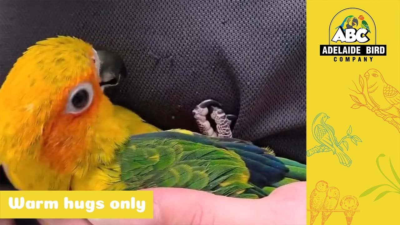 Beautiful Sun Conure | Adelaide Bird Co