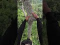 proses menuju sarang lebah #ayisupriatnamadu #nature