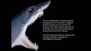 Lab 9 Lecture: Part 2  - Lancelets, Jawless Fishes, and Cartilaginous Fishes