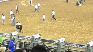 HLSR March 8, 2016 Calf Scramble