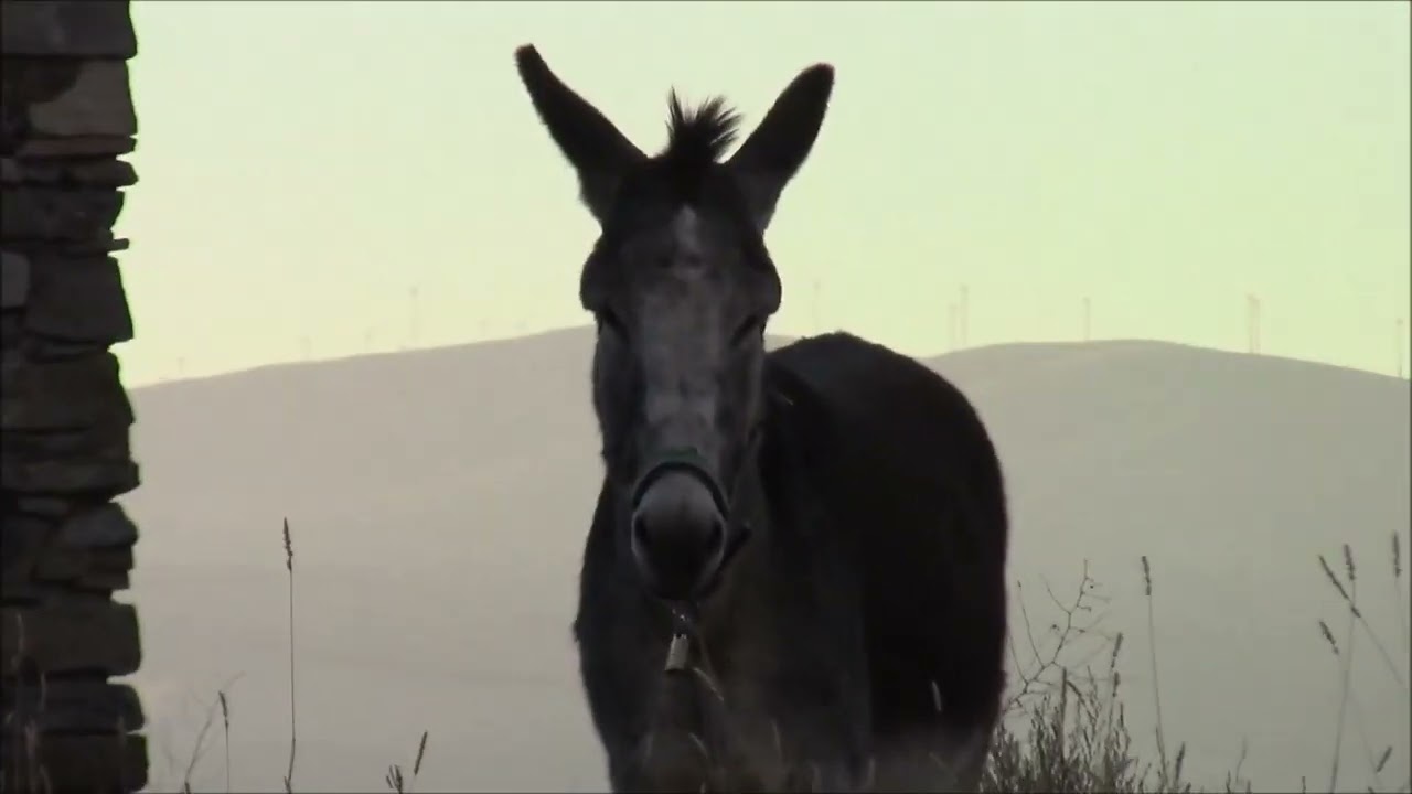 Paseo por San Felices (Soria)