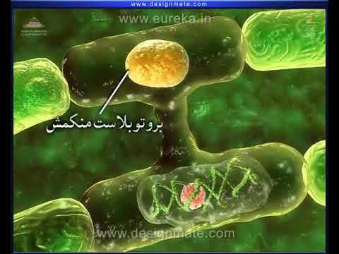 الاقتران في الإسبيروجيرا