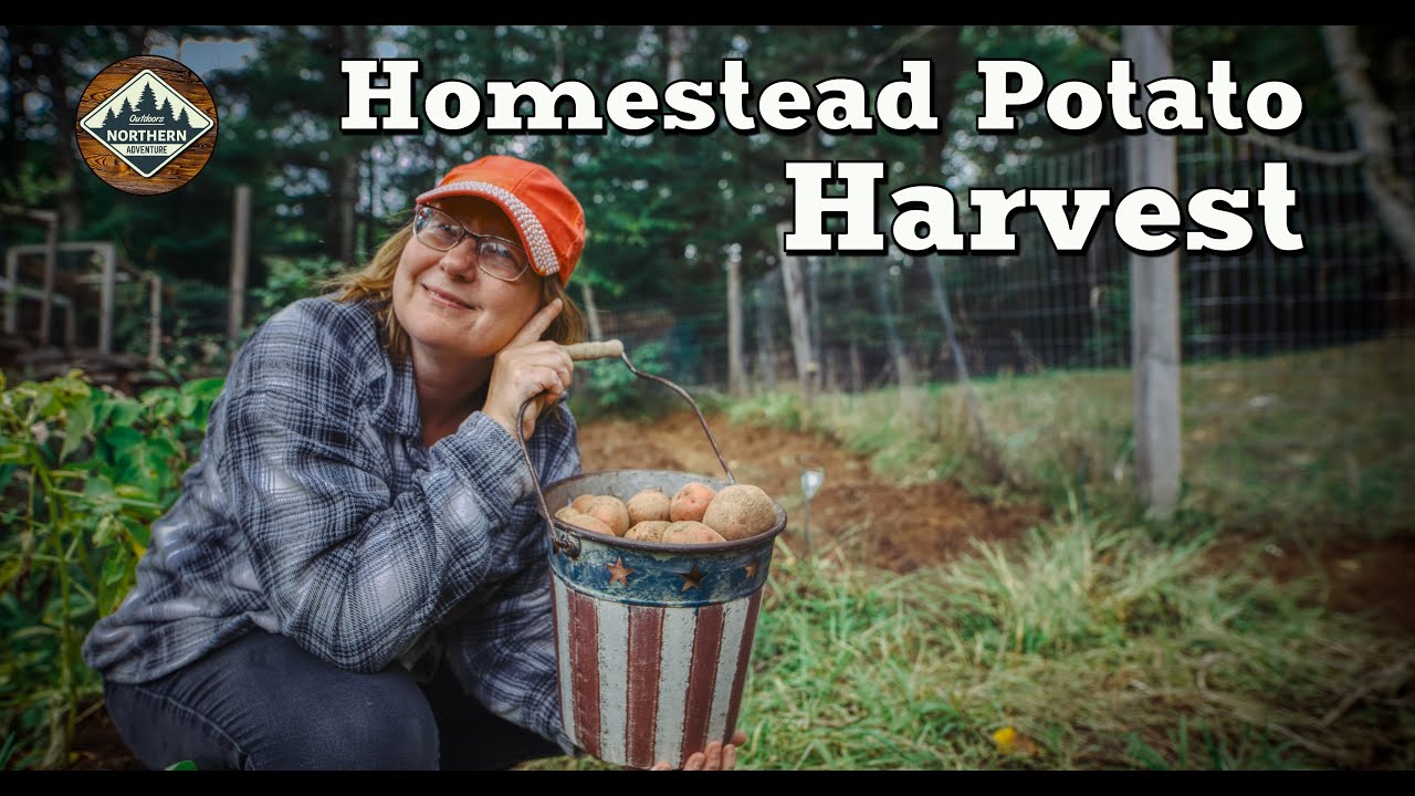 Potato Harvest: Whole vs Cut Red & Russet - Surprising Results!