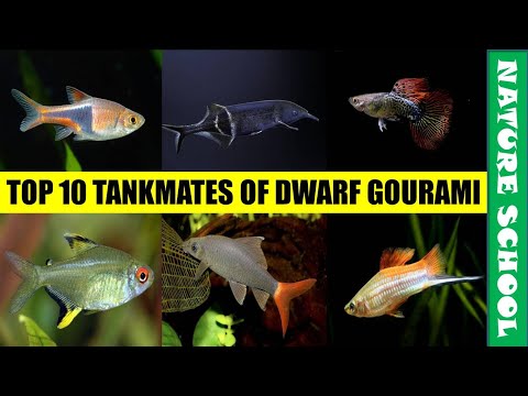 Do Dwarf Gourami Kill Other Fish