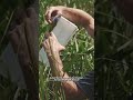 Survivorman | Gathering Pickerelweed | Les Stroud