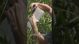 Survivorman | Gathering Pickerelweed | Les Stroud