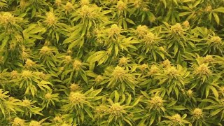 Famous The New Mexico State Fair will have its first ever cannabis exhibit Profile